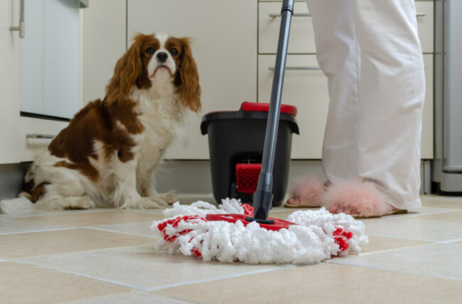 Cleaner – with Dog